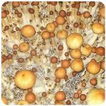 Псилоцибиновые (галлюциногенные)  грибы Psilocybin "Golden Teacher" в Сосновке