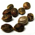 Семена марихуаны АК-47  (Seeds AK-47) в Сосновке